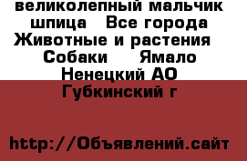 великолепный мальчик шпица - Все города Животные и растения » Собаки   . Ямало-Ненецкий АО,Губкинский г.